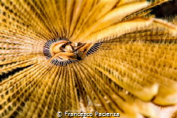 [:b:]Intimate details[:/b:] by Francesco Pacienza 